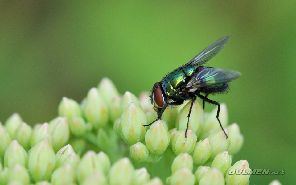 Greenbottle fly (female, Lucilia caesar)